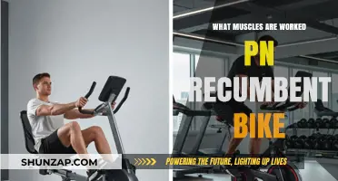 Recumbent Bike Workout: Targeted Muscles and Fitness Benefits Explained
