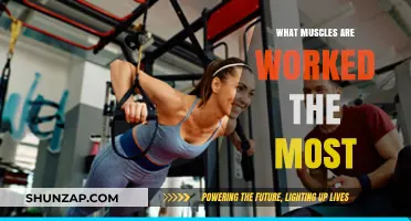 Maximize Your Workout: Discover the Most Engaged Muscles in Training