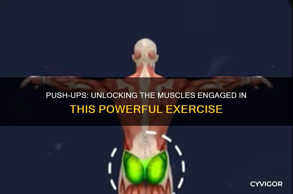 what muscles are worked w push