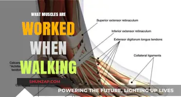 Walking's Muscle Power: Unveiling the Key Muscles Engaged in Every Step
