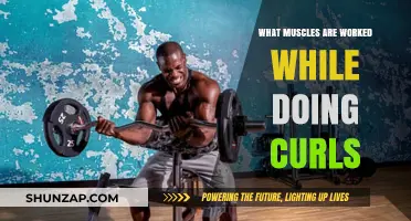 Curls Unveiled: Targeted Muscles and Strength-Building Benefits Explained