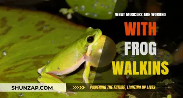 Frog Walks: Targeted Muscles and Benefits for Lower Body Strength