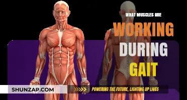 Muscles in Motion: Understanding Gait's Key Muscular Players