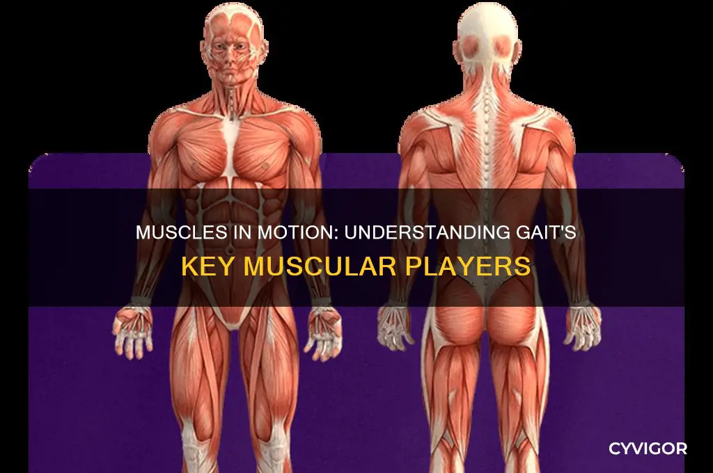 what muscles are working during gait
