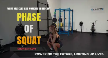 Muscles Engaged During the Descent Phase of Squats Explained