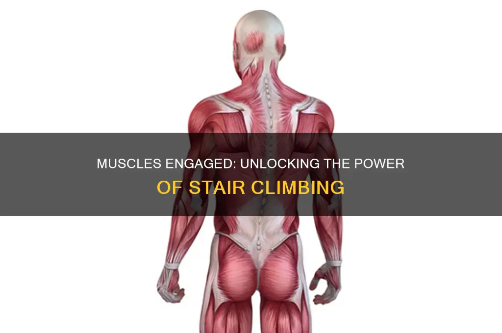 what muscles are working when ascending stairs