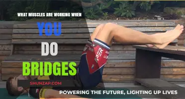 Bridge Exercise Muscles: Glutes, Core, and Back Activation Explained
