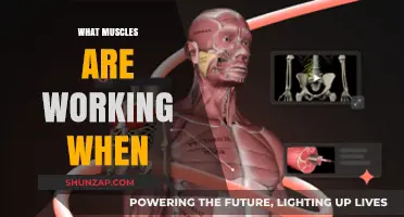 Muscles in Motion: Understanding What Works When and Why