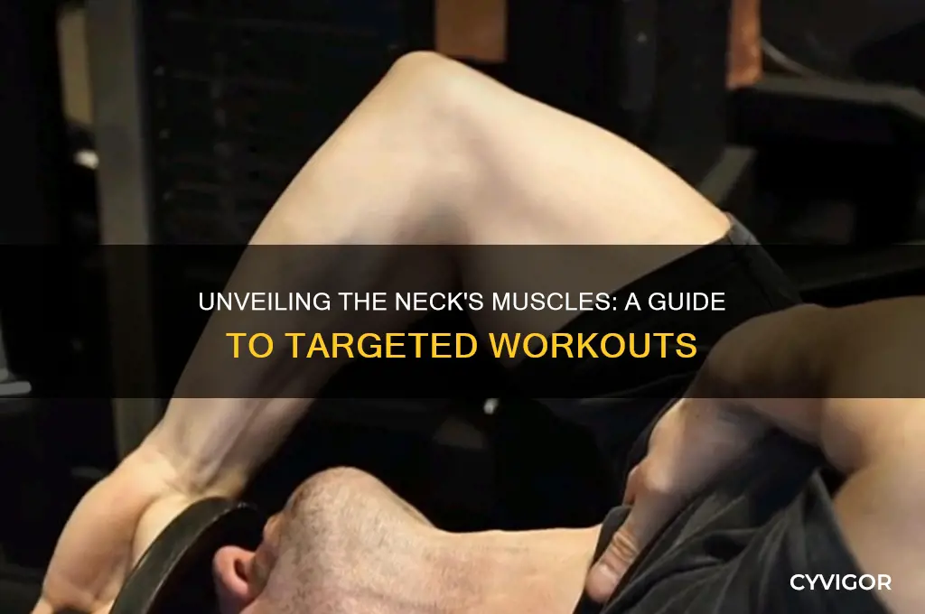 what muscles are you working out in your neck