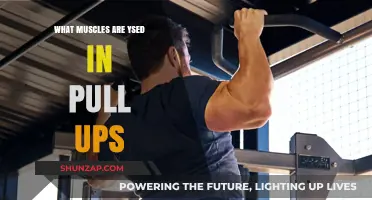 Muscles Engaged in Pull-Ups: A Comprehensive Breakdown for Strength Training