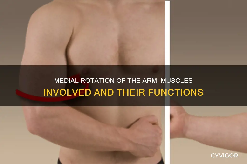 what muscles arm medial rotate