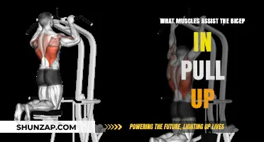 Muscles Supporting Biceps During Pull-Ups: A Comprehensive Guide