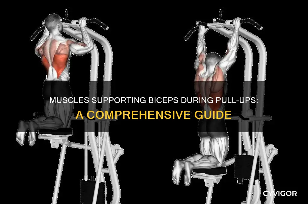 what muscles assist the bicep in pull up