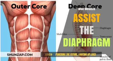How the Diaphragm and Its Supporting Muscles Work Together