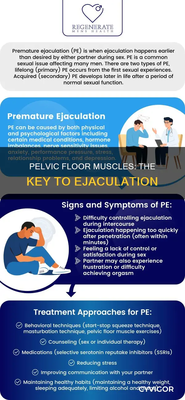 what muscles assist with ejaculation