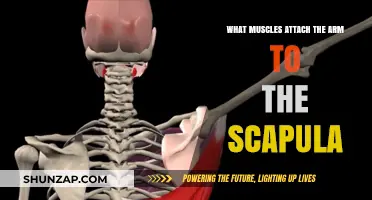 Muscles Connecting Arm to Scapula: Anatomy and Function Explained