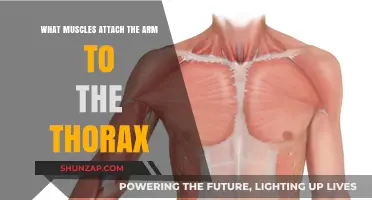 Muscles Connecting Arm to Thorax: Anatomy and Function Explained