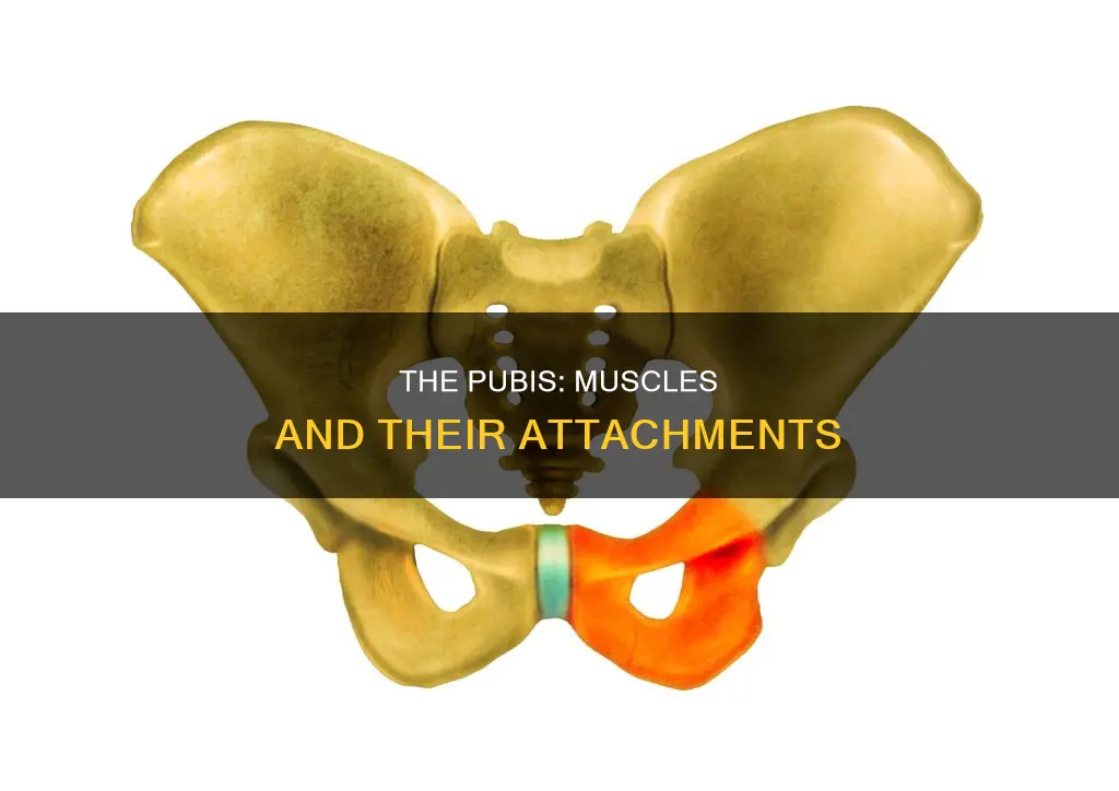 what muscles attach to pubis