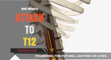 T12 Vertebrae: Muscles and Their Attachments