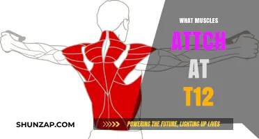T12: Muscles, Movement, and More