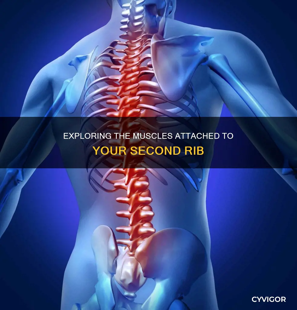 what muscles attech 2nd rib