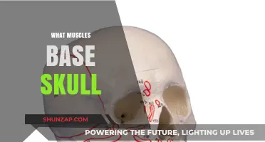 The Skull's Muscular Foundation