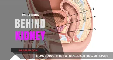 Behind the Kidney: Exploring the Muscles