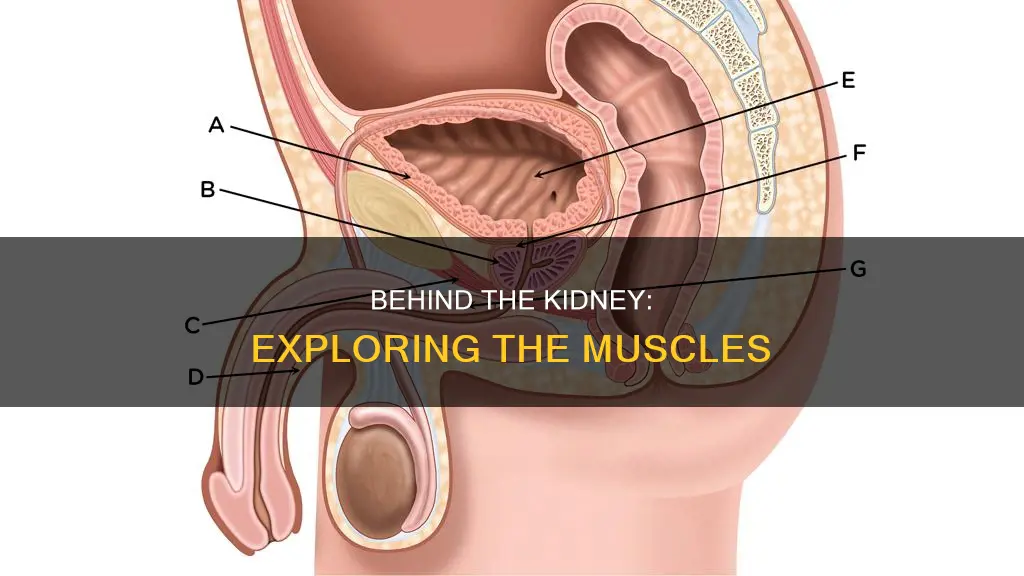 what muscles behind kidney