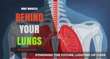 Behind the Lungs: Muscles You Need to Know