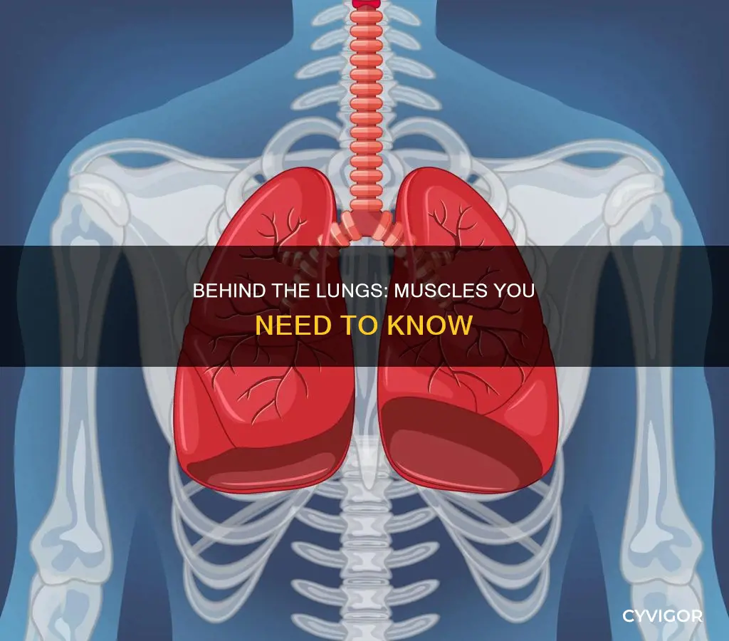 what muscles behind your lungs