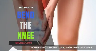 Knee Bending Muscles: The Powerhouses Behind Your Movement