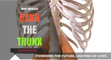 Trunk Flexors: Understanding the Muscles that Bend Your Torso