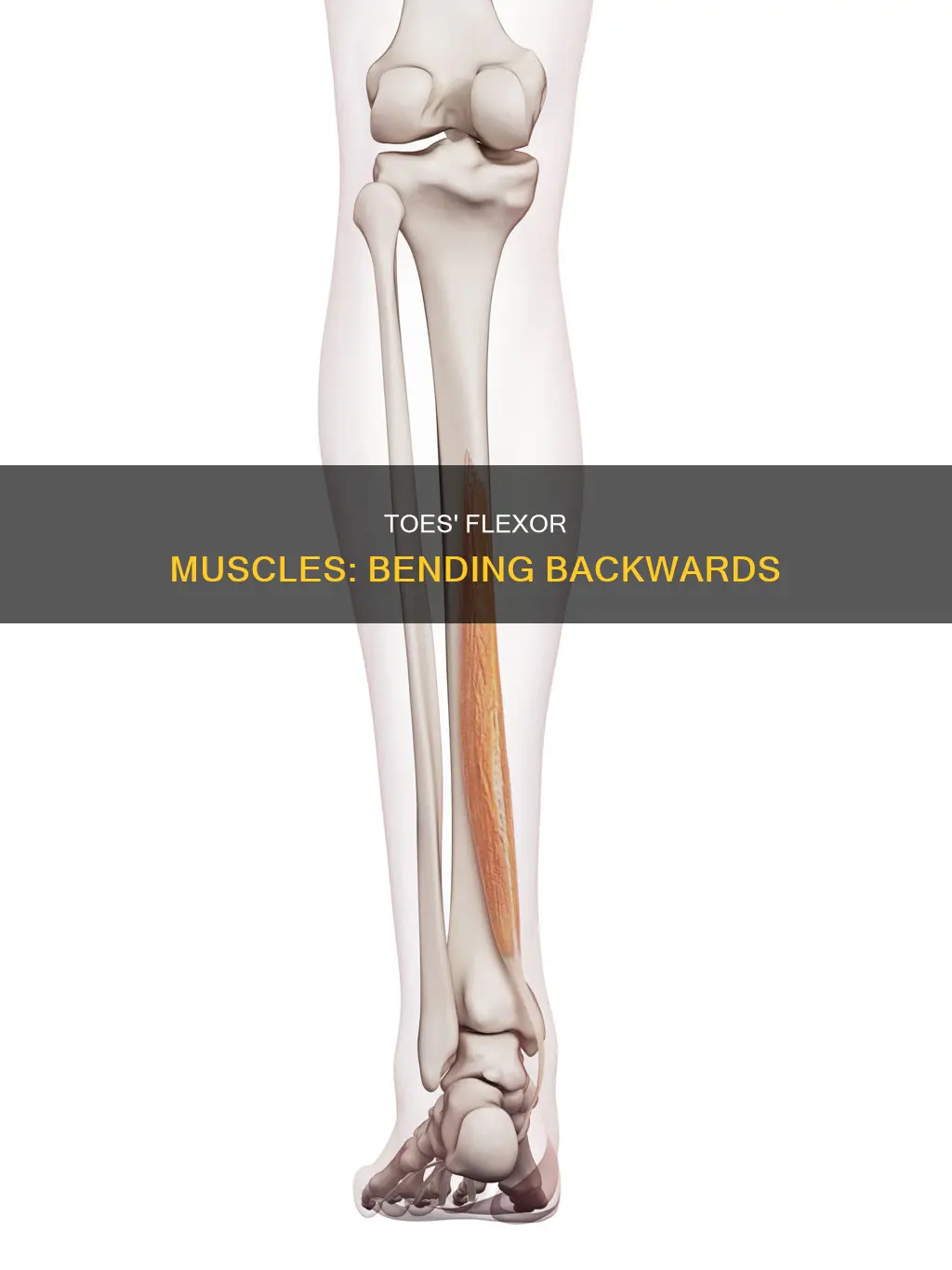 what muscles bend toes backwards