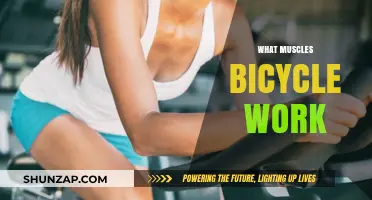 Pedal Power: Muscles Engaged and Strengthened by Cycling