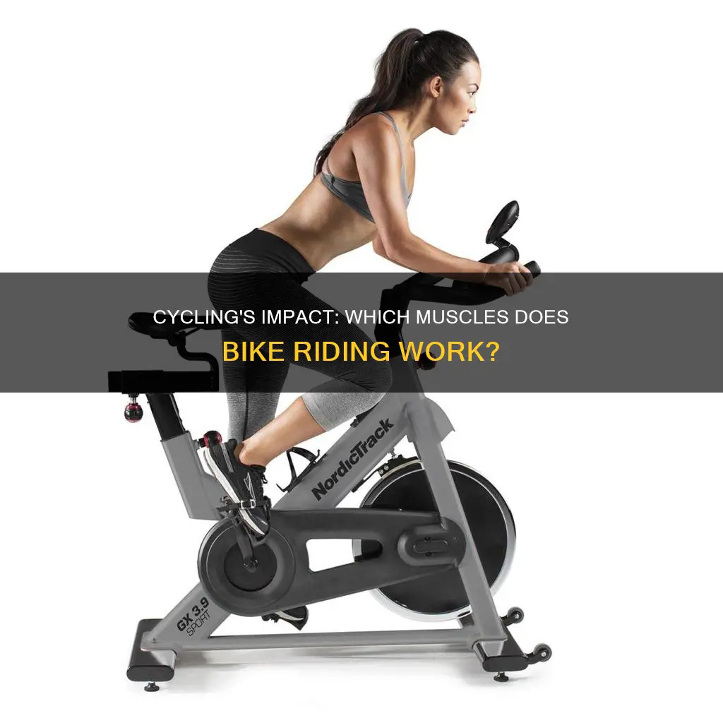 what muscles bike riding