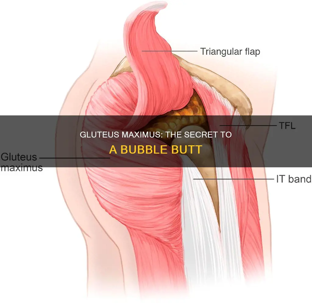 what muscles casue bubble butt