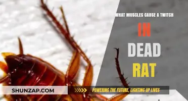 Muscles Responsible for Twitching in Dead Rats: A Scientific Explanation