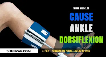 Key Muscles Driving Ankle Dorsiflexion: Anatomy and Function Explained