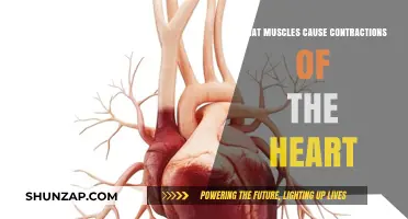 Understanding the Cardiac Muscles Behind Heart Contractions