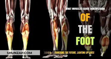 Key Muscles Driving Foot Dorsiflexion: Anatomy and Function Explained