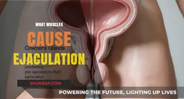 Understanding the Muscles Involved in Ejaculation: A Comprehensive Guide