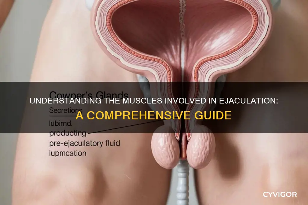 what muscles cause ejaculation
