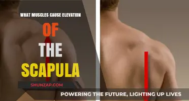 Muscles Responsible for Scapula Elevation: Anatomy and Function Explained