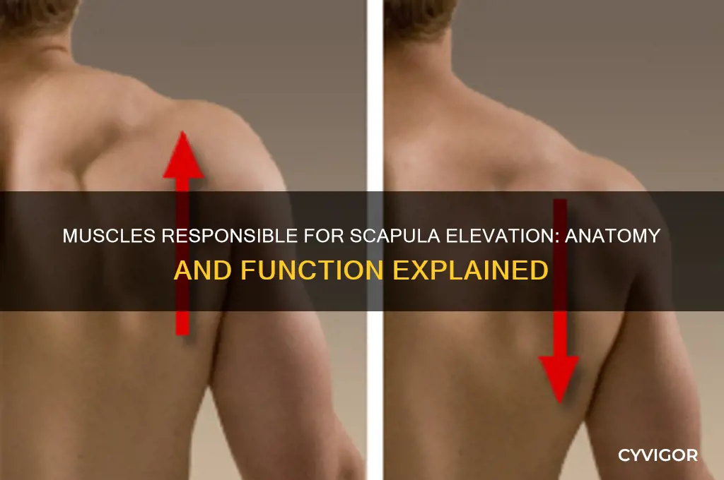 what muscles cause elevation of the scapula