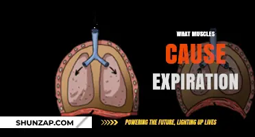 Muscles Driving Expiration: Understanding the Key Players in Breathing Out