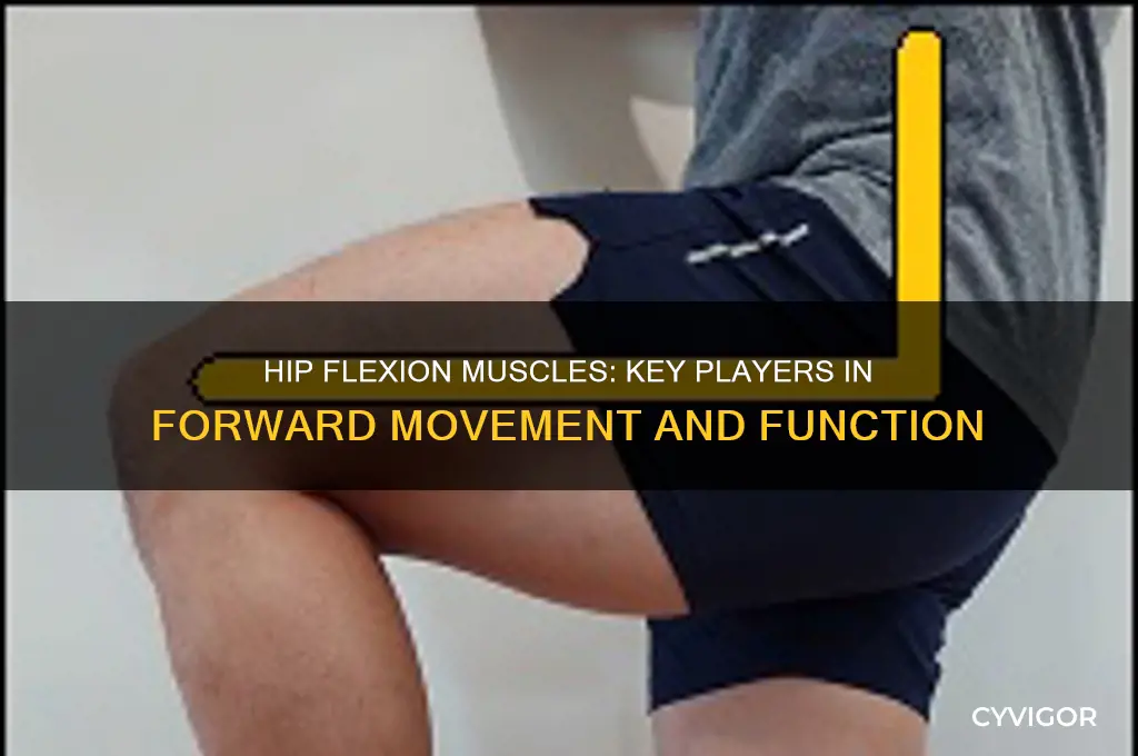 what muscles cause flexion at the hip