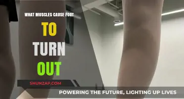 Muscles Responsible for Foot Turnout: Anatomy and Function Explained