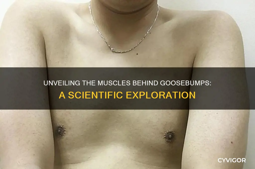 what muscles cause hair to stand on end