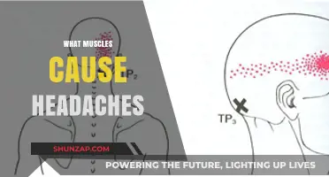 Muscles Linked to Headaches: Understanding Tension and Pain Triggers