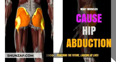 Hip Abduction Muscles: Key Players in Lateral Movement Explained